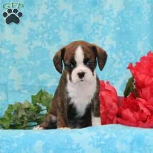 Kisses, Boston Terrier Mix Puppy